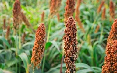 分清糜子与黄米 探索谷物种植的奇妙过程