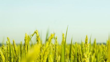 海安美丰谷物种植专业合作社 引领现代农业的谷物种植典范