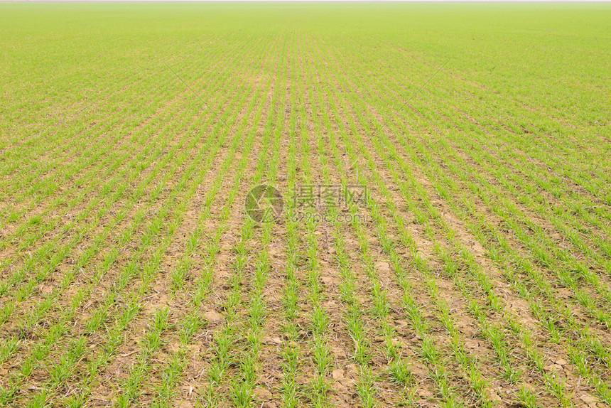 春冬小麦田野林谷物种植的实践与意义