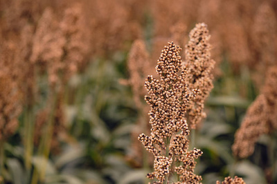 谷物种植 从播种到丰收的农耕艺术