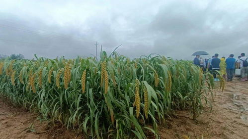 全国谷子产业创新发展大会在伊川隆重举办，助推谷物种植现代化转型