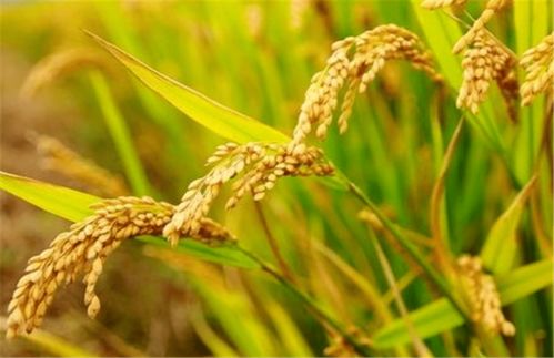 大年初八谷物种植 八方来喜，一路大发