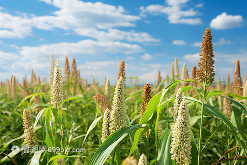 谷物种植 田地间的智慧与耕耘