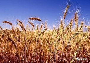 长乐未央有汉馔（上） 谷物种植与汉代饮食文化探源